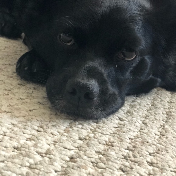 This is Charlie - Picture 4 of 6